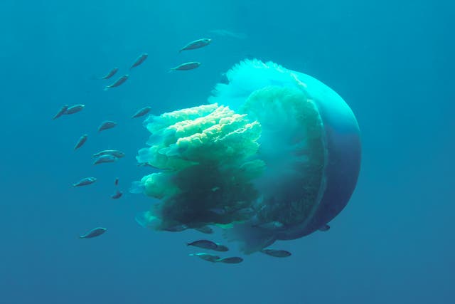 <p>Barrel jellyfish have been on a significant rise with a 230 per cent increase in sightings compared to last year</p>