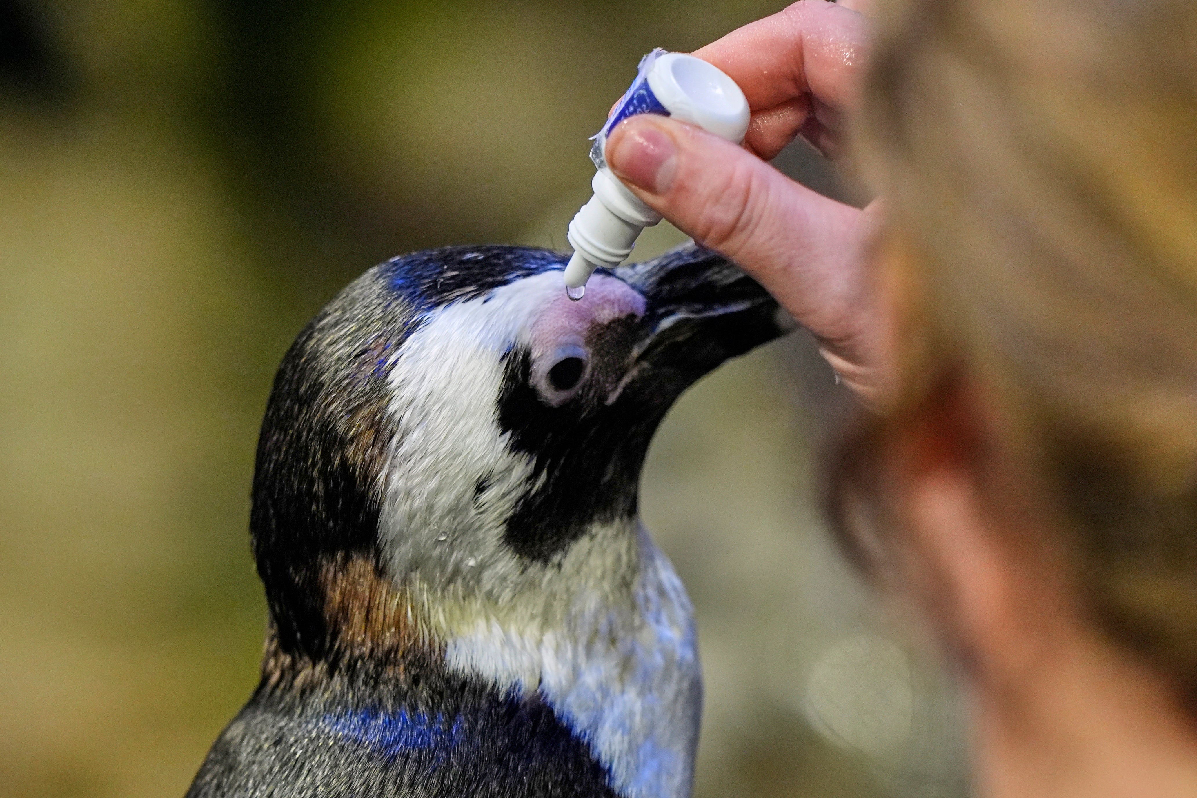 <p>Lambert, a 33-year-old one-eyed African penguin, receives eye drop medication at the New England Aquarium in Boston, on Wednesday, Oct. 29, 2025</p>