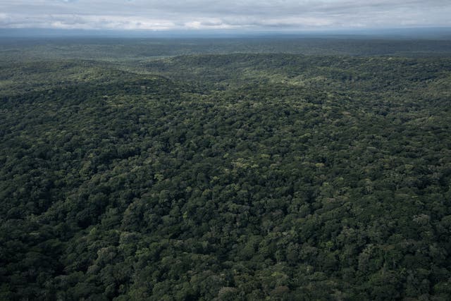 <p>The Congo rainforest in DRC, which is the world’s last great rainforest carbon sink</p>