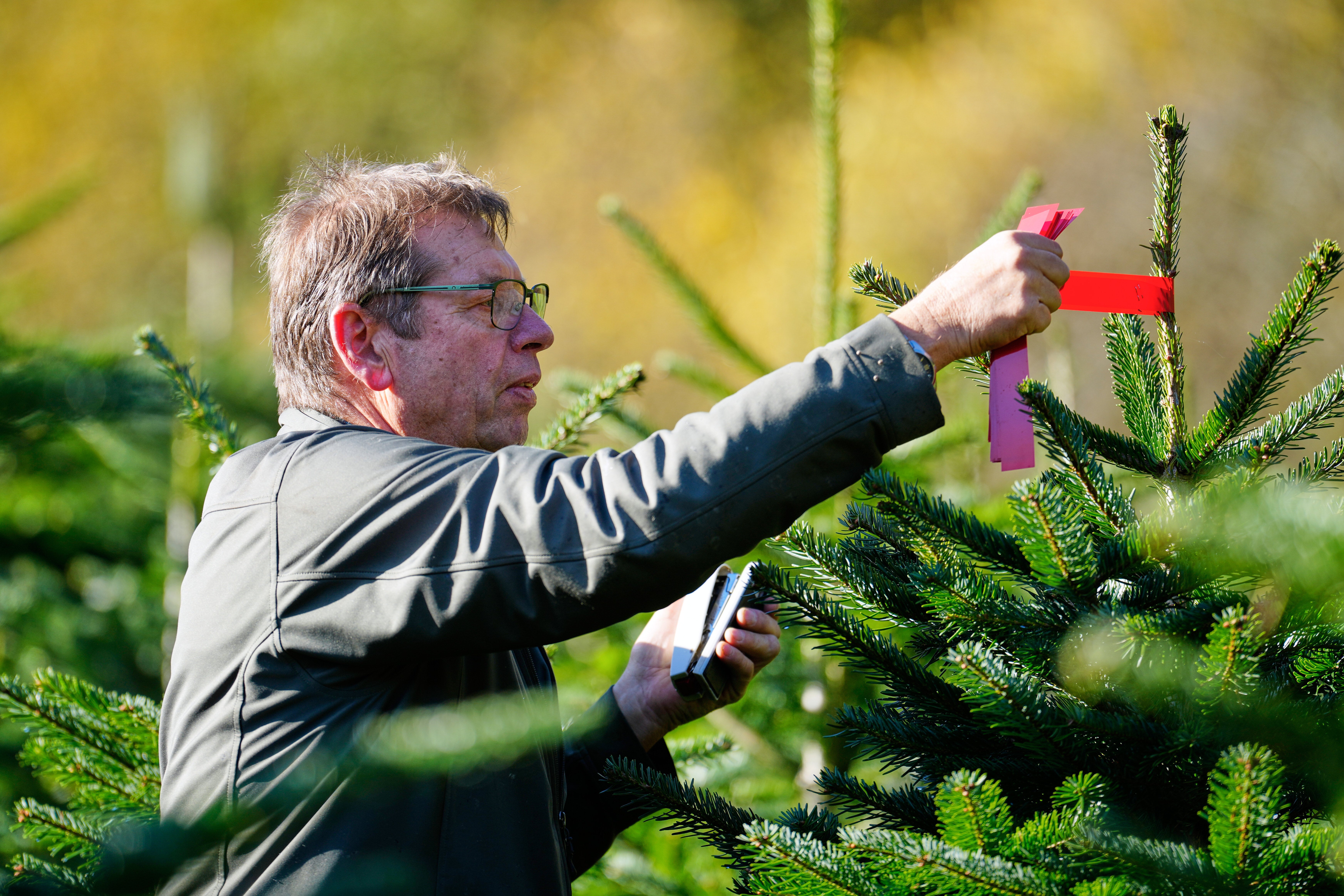 Germany Christmas Tree Harvest