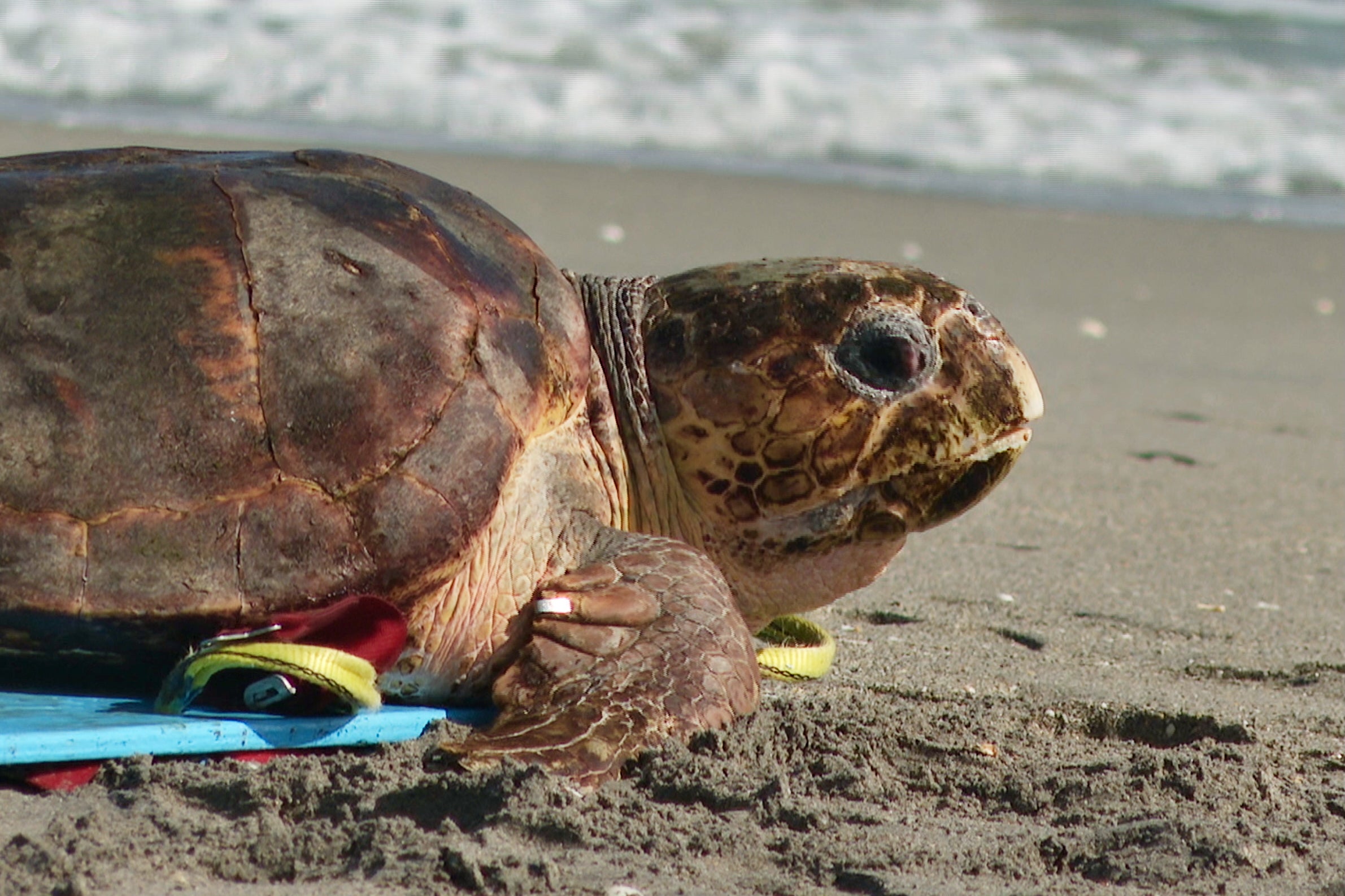 Sea Turtle Release