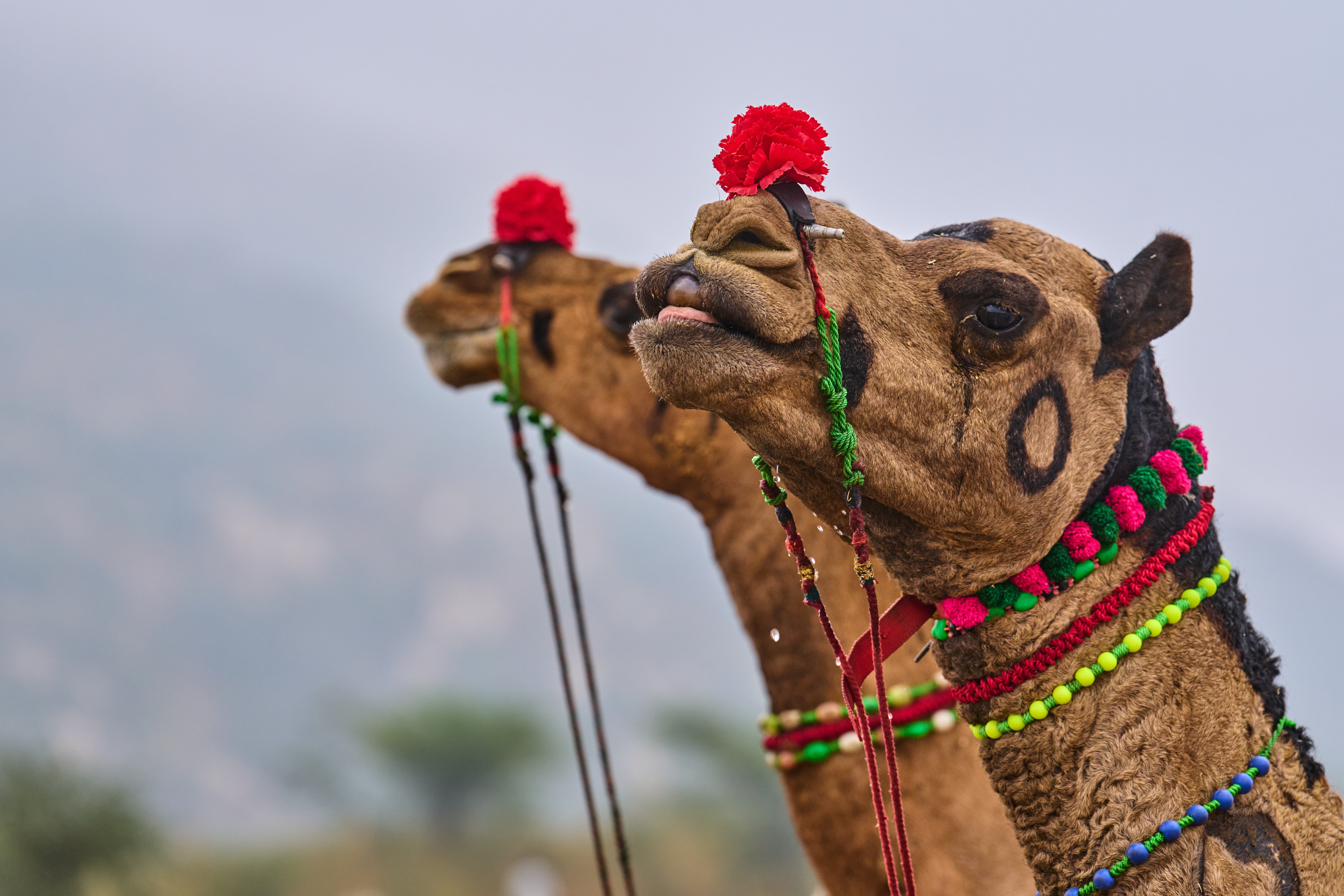 India Camel Fair Photo Gallery