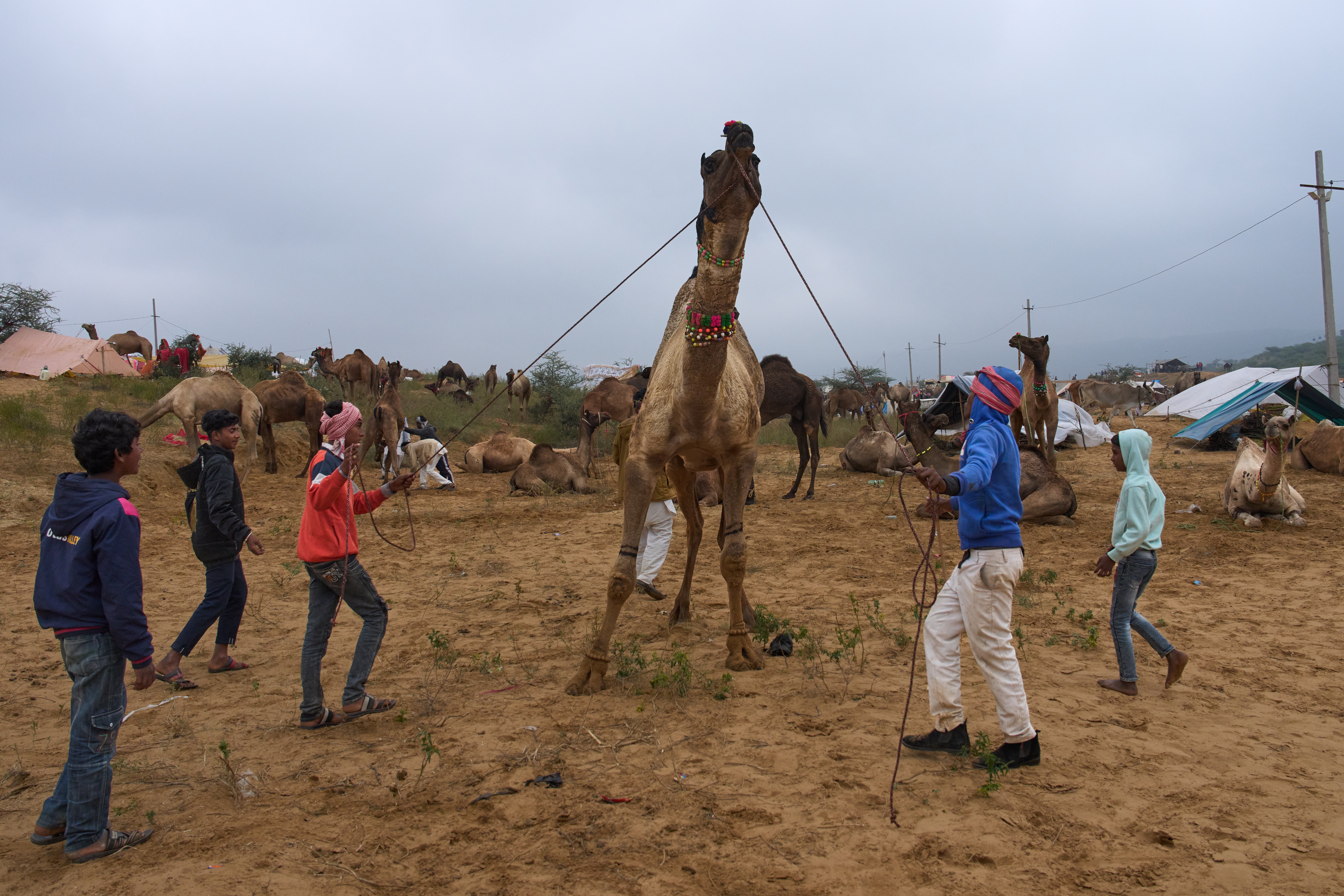 India Camel Fair Photo Gallery
