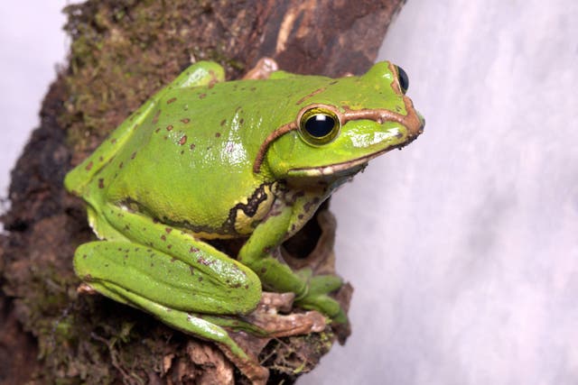 <p>A CEO has explained the pros and cons of ‘hopping’ to another job</p>