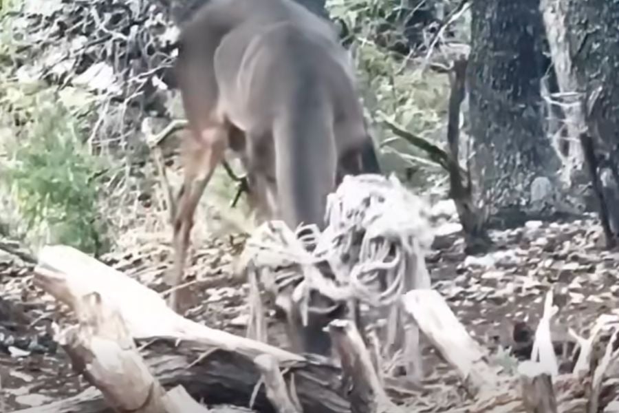 Some Facebook users thought the 'emo deer' better resembled a Reggae artist due to his 'dreadlocks'