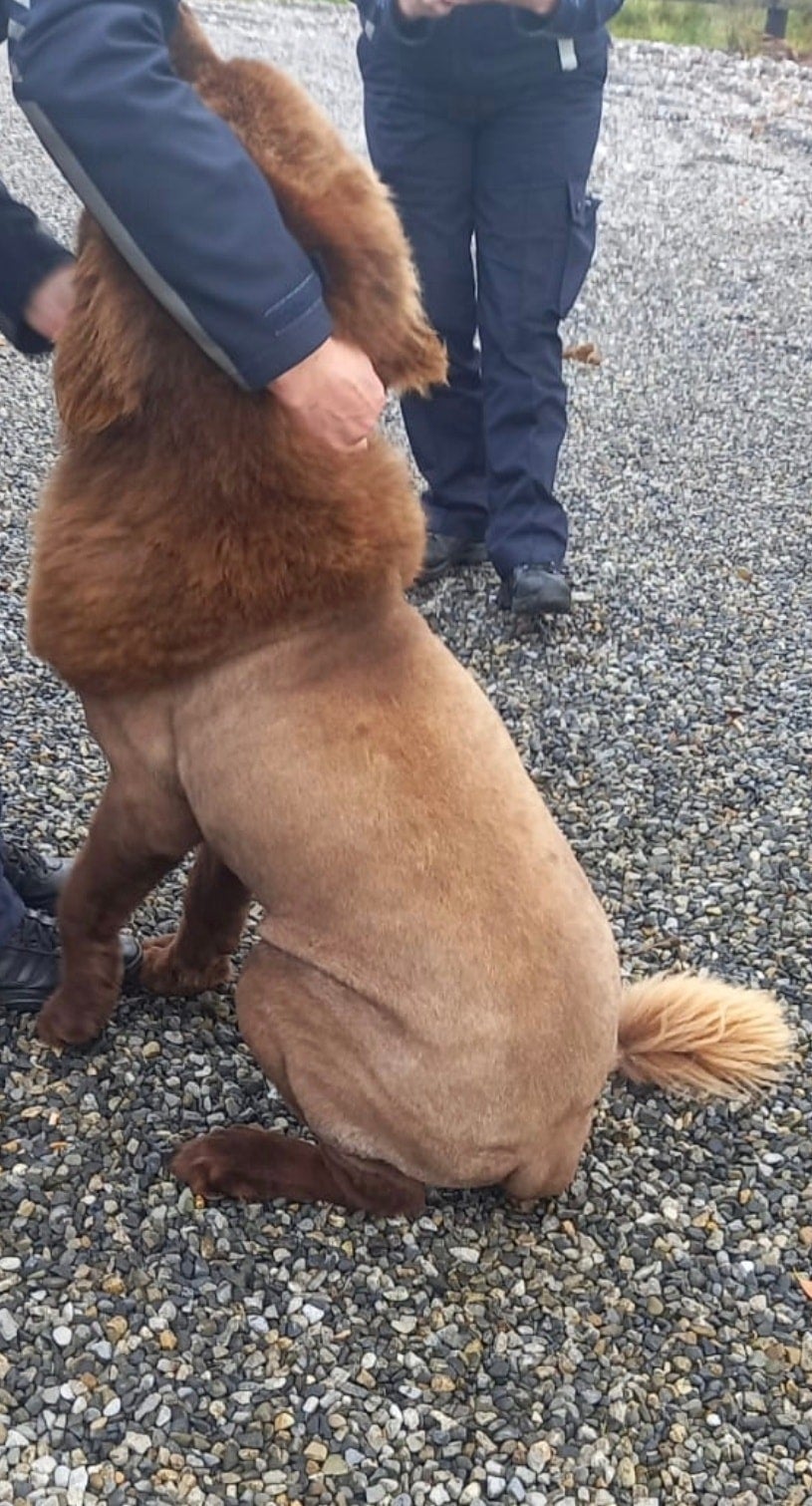 A dog called 'Mouse' sparked a hoax that a lion was roaming around Clare in Ireland