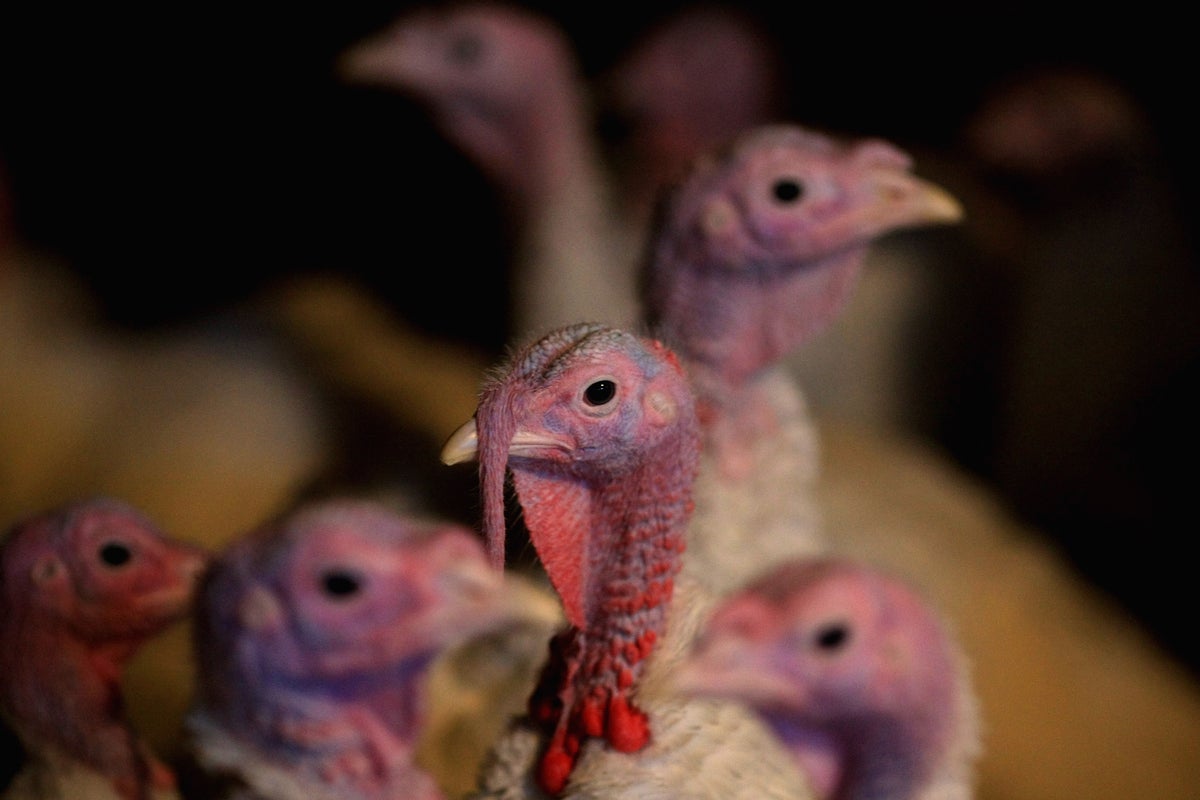 A person has died from the H5N5 bird flu strain. Here’s what we know A person has died from the H5N5 bird flu strain. Here’s what we know