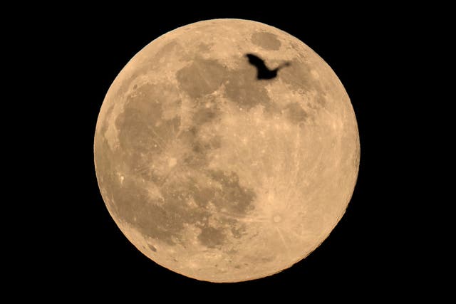 <p>Superluna en la India</p>