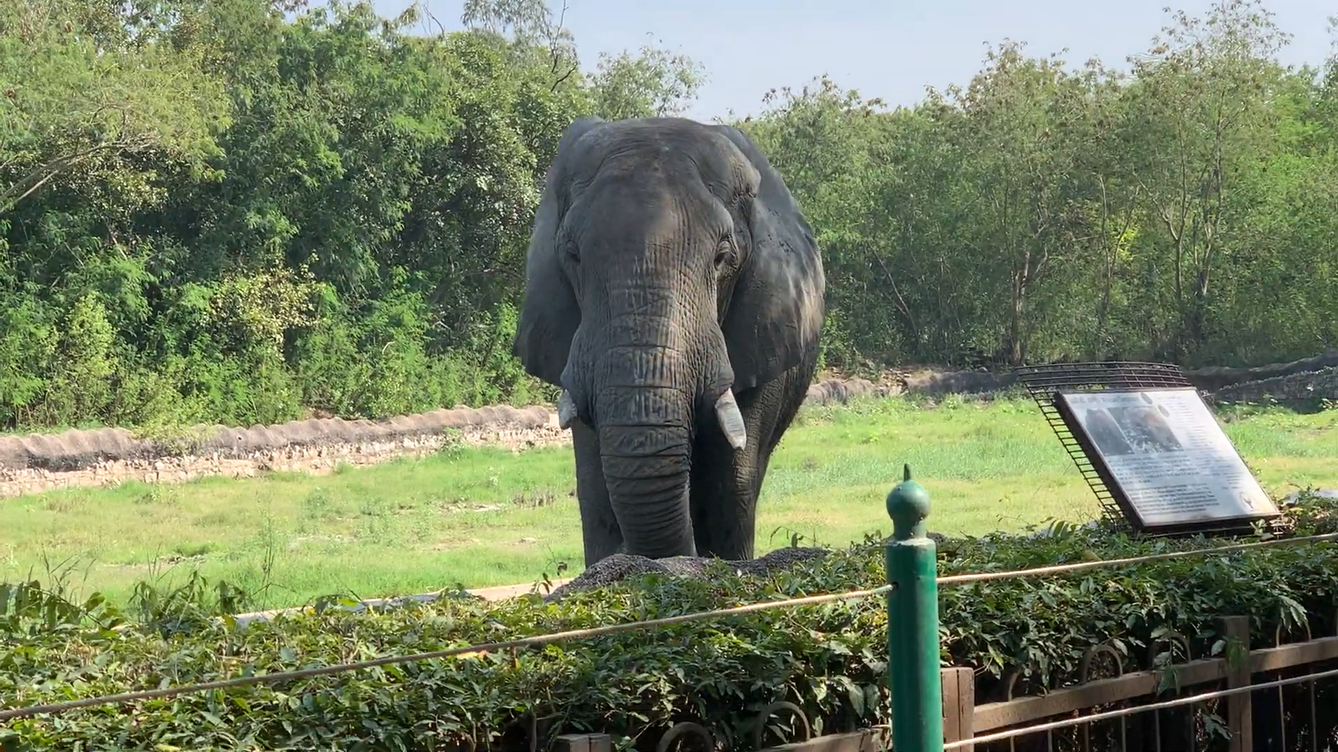 <p>Shankar lived in isolation for over two decades</p>