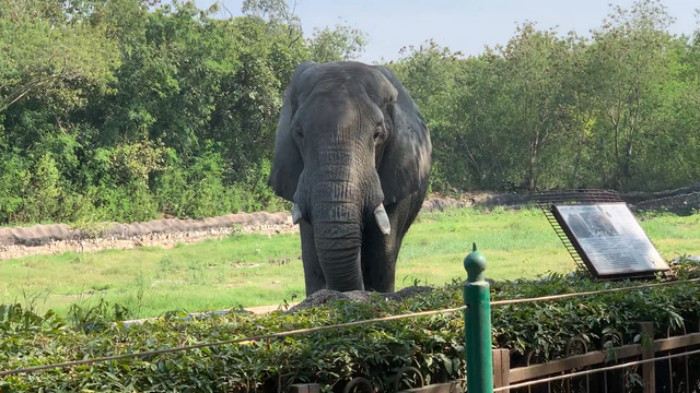 <p>Shankar lived in isolation for over two decades</p>