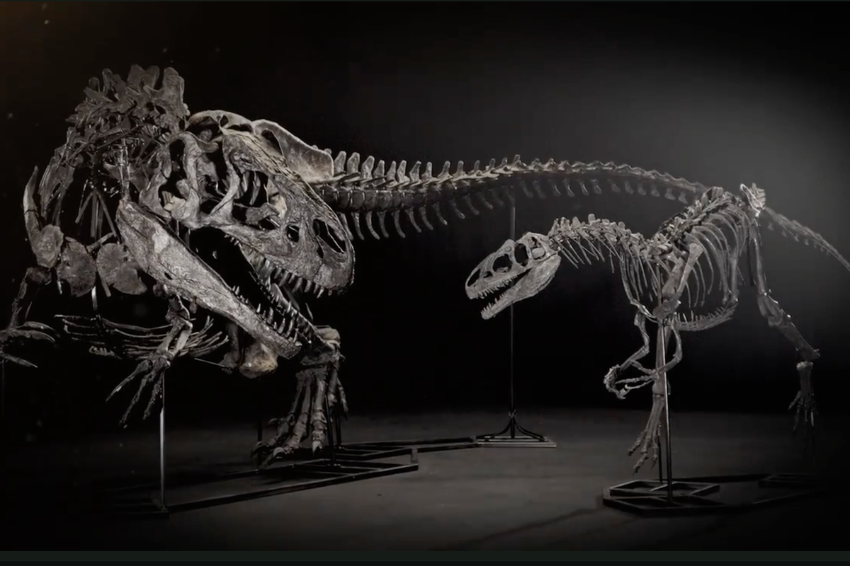 UK seizes 12m Jurassic dinosaur fossils from money-laundering suspect