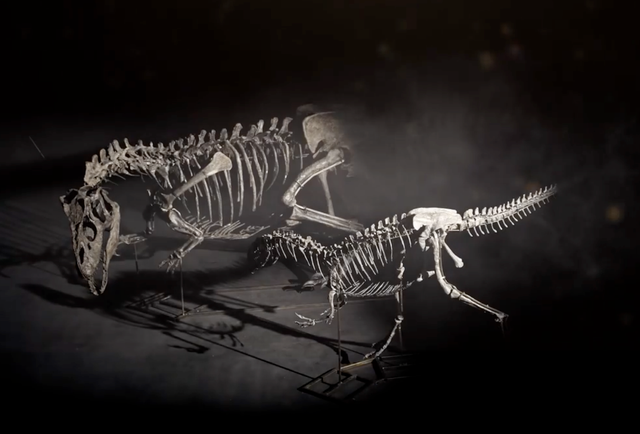 <p>The two Allosaurus skeletons, seen here in a screenshot from a Christie's promotional video</p>