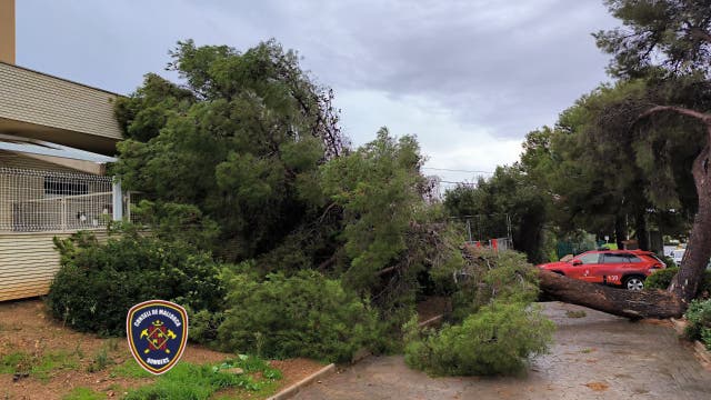 <p>A fallen tree has damaged a home in Mallorca as storms rage</p>