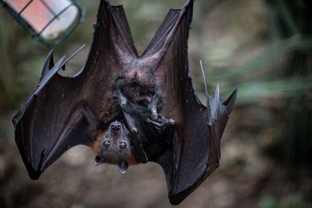 <p>Los Angeles County reported 61 rabid bats so far this year, second only to 2021’s record, continuing a decade-long rise</p>