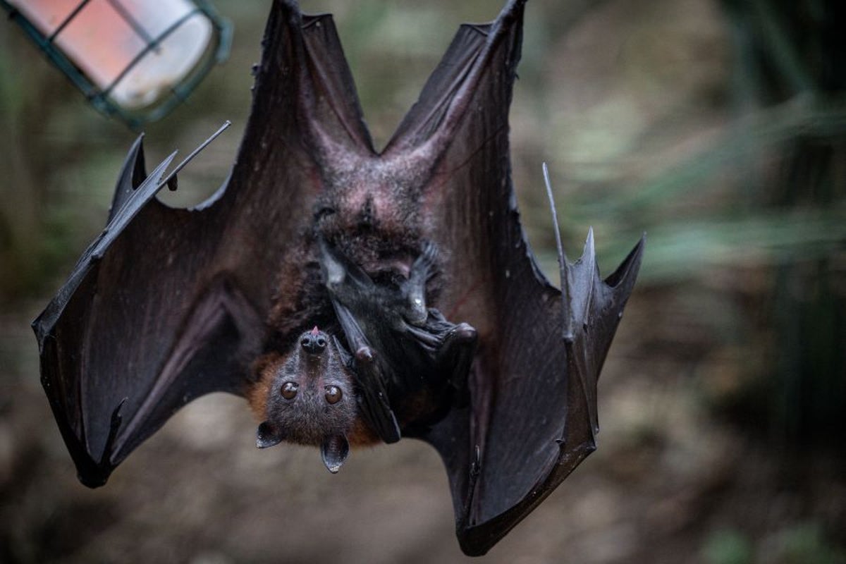 Record rabid bat numbers spark Los Angeles County health warning