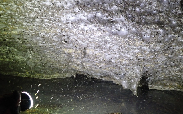 <p>Sulphur cave spiders</p>