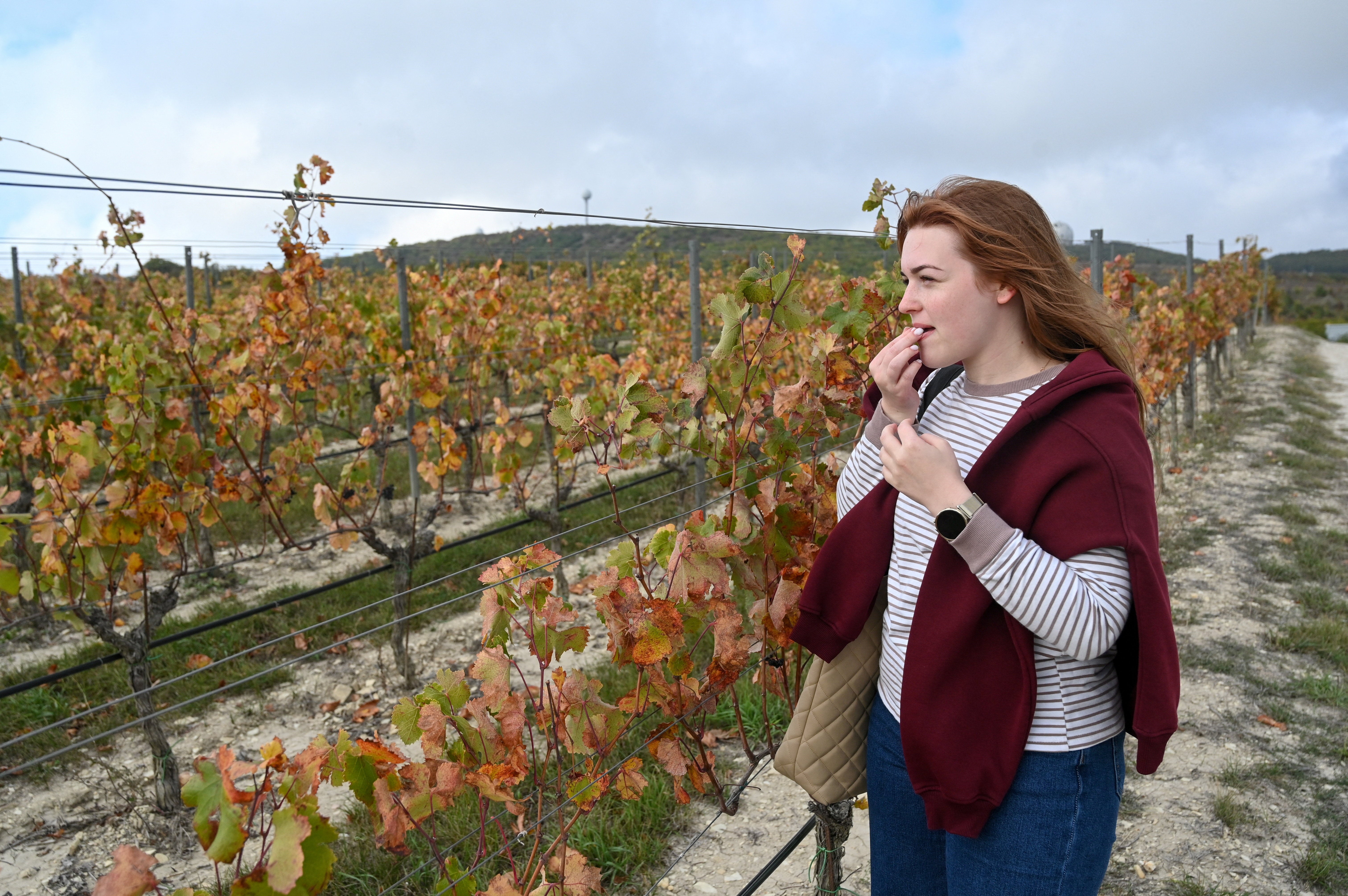 A visitor looks at grapevines extended through the vineyards of Cote Rocheuse winery outside the Black Sea resort of Anapa in the Krasnodar region, Russia, October 8, 2025. REUTERS/Sergey Pivovarov