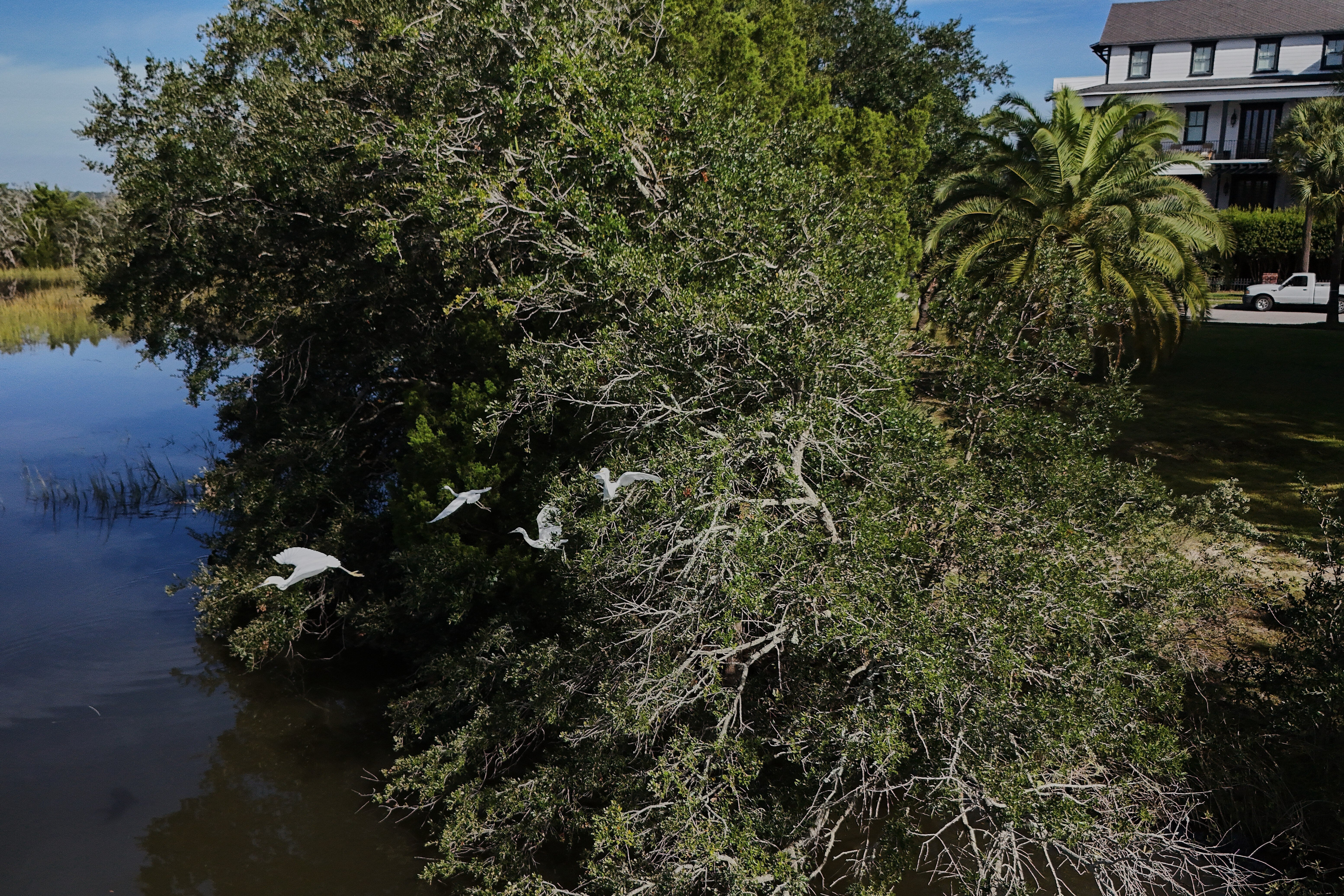 Snowy Egrets can be found in many wetlands across Florida and several other U.S. regions