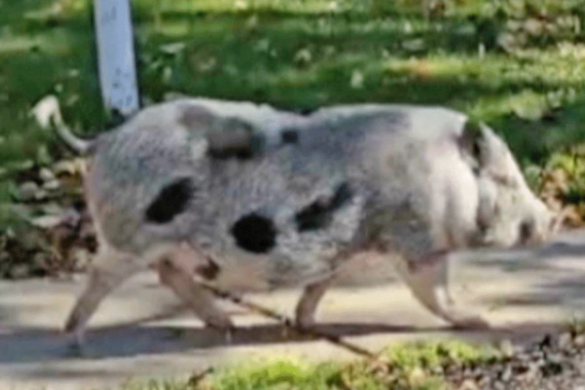 Loose pig named ‘Breakfast’ is terrorizing residents of a New York neighborhood