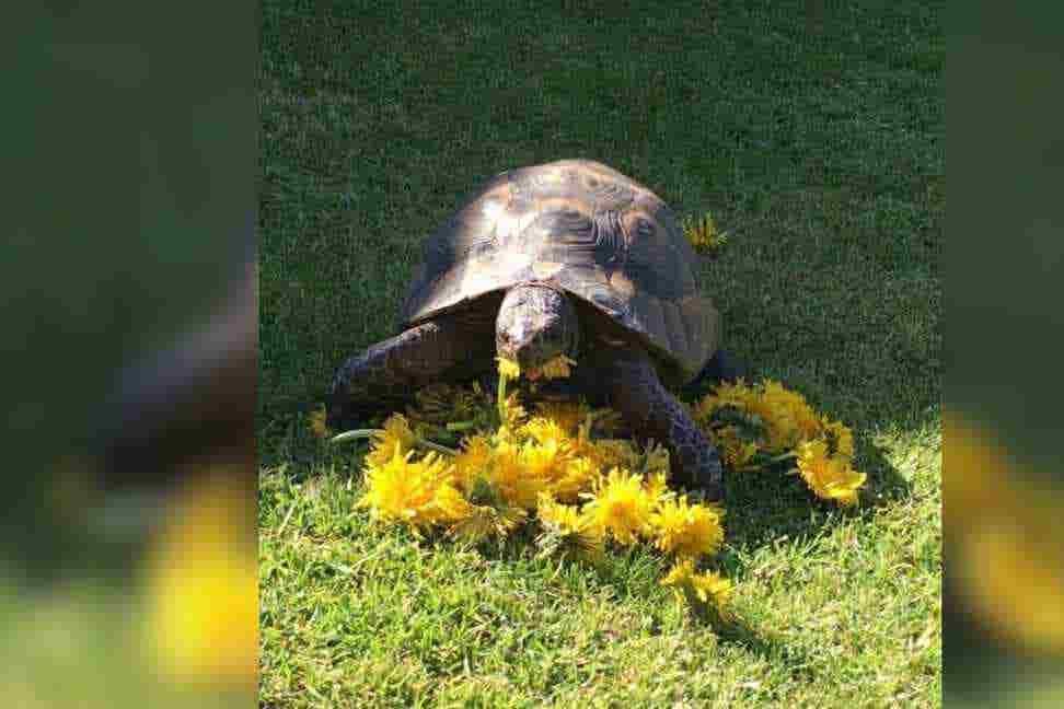 <p>Officers are now appealing to the public for help in locating the pet.</p>