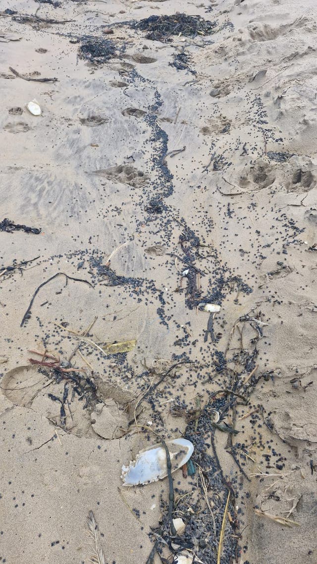 <p>‘Biobead’ plastic pellets are pictured on Camber Sands</p>