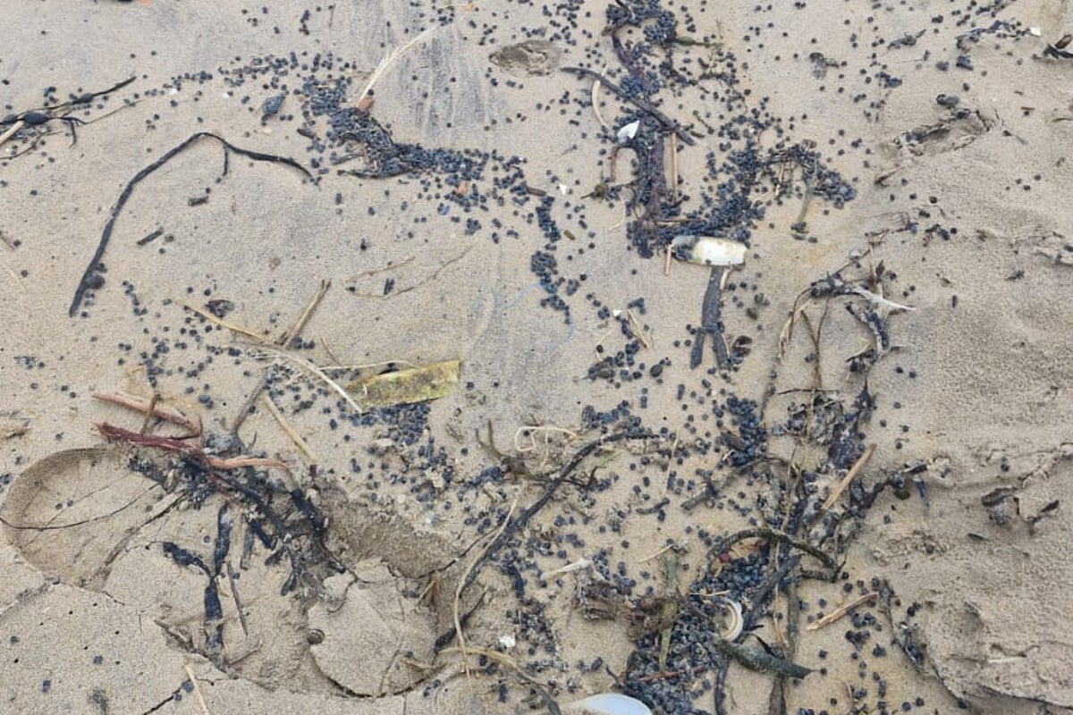 Dogs in danger of death from swallowing toxic polluting beach pellets