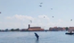 Venice’s famous dolphin could be removed from lagoon due to tourist boat risk