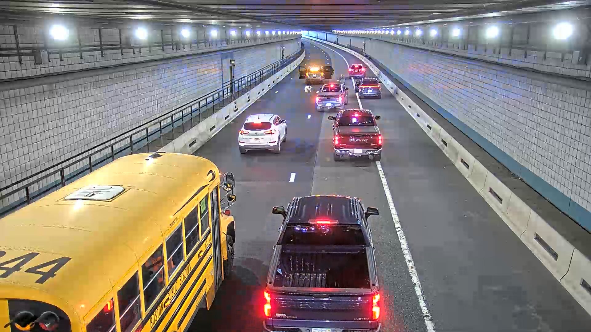 Dog Rescued Boston Tunnel