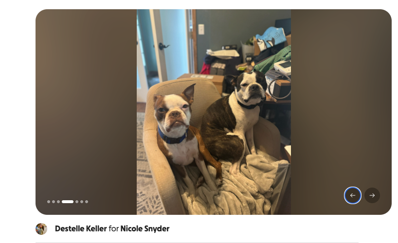<p>An off-duty police chief who shot two Boston Terriers ‘in front of children’ is reportedly now suing the dogs’ owners</p>