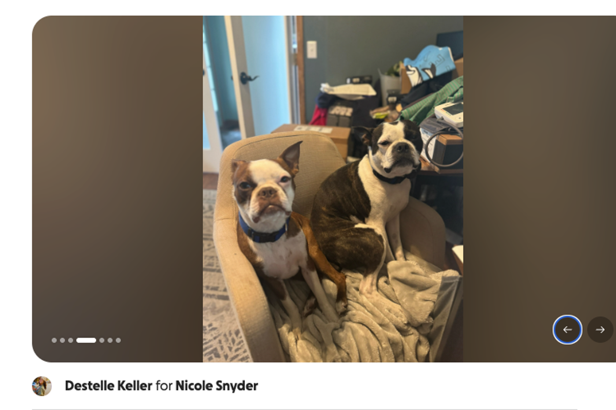 Police chief shot two Boston Terriers in front of the little kids who owned them. Now he’s suing their parents