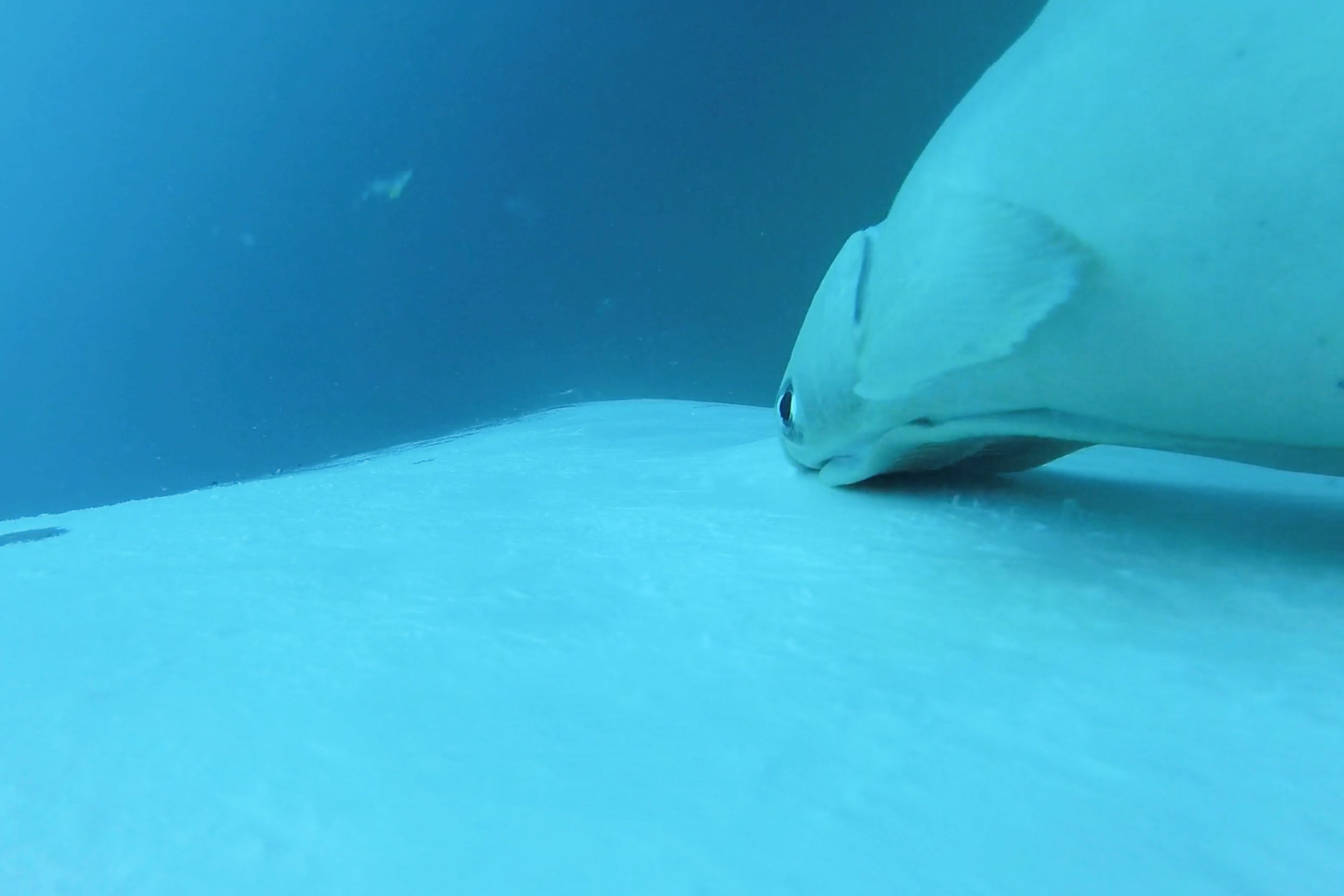 Australia Fish Riding Whale