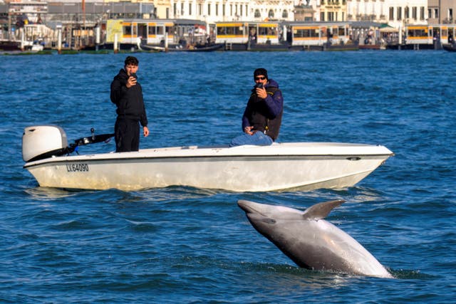 <p>Mimmo the dolphin has been a source of delight for visitors to Venice for months</p>