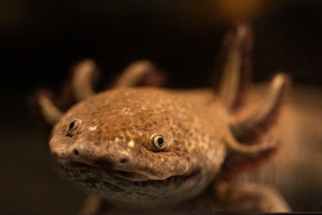 <p>Marianne Cullen of Springfield, Massachusetts, raised about $1,000 for research into axolotls</p>