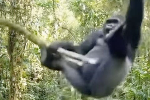 <p>A screenshot from an Instagram AI video 'The gorilla swings from the branch when the branch breaks, but his fingers remain on the stump'</p>