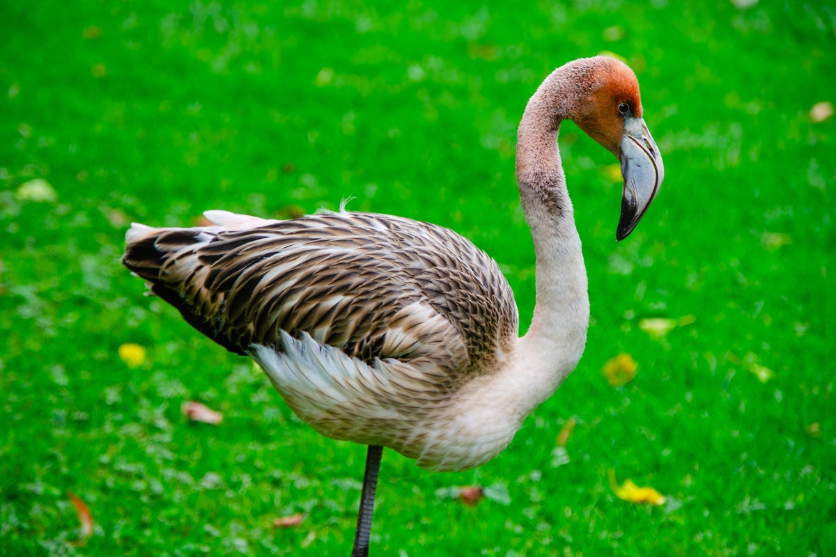 Missing flamingo that escaped from Cornwall park spotted' in France
