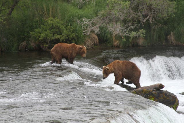 Alaska Bears Lawsuit