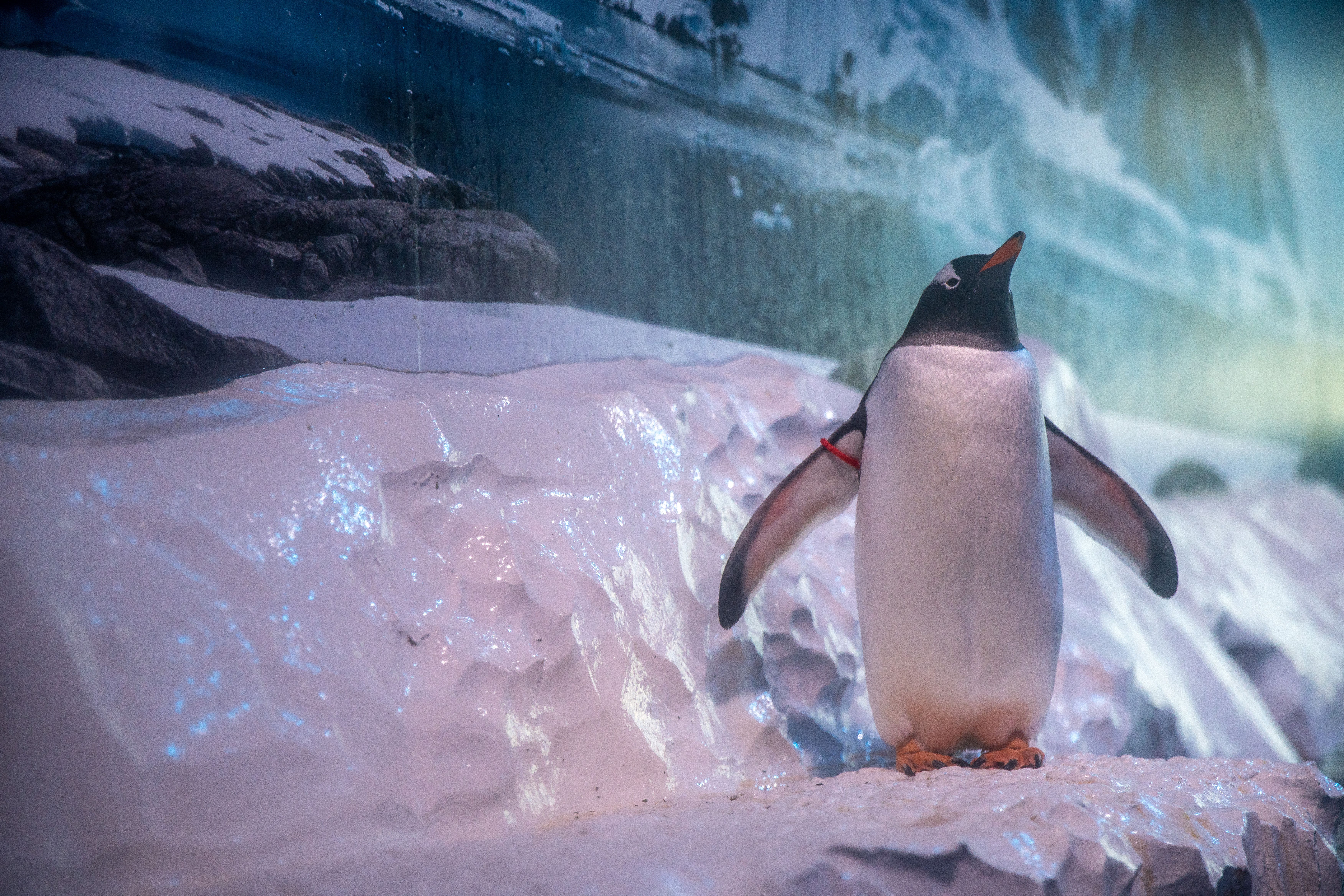 <p>The Gentoo penguins’ enclosure at Sea Life London Aquarium (Born Free/PA)</p>