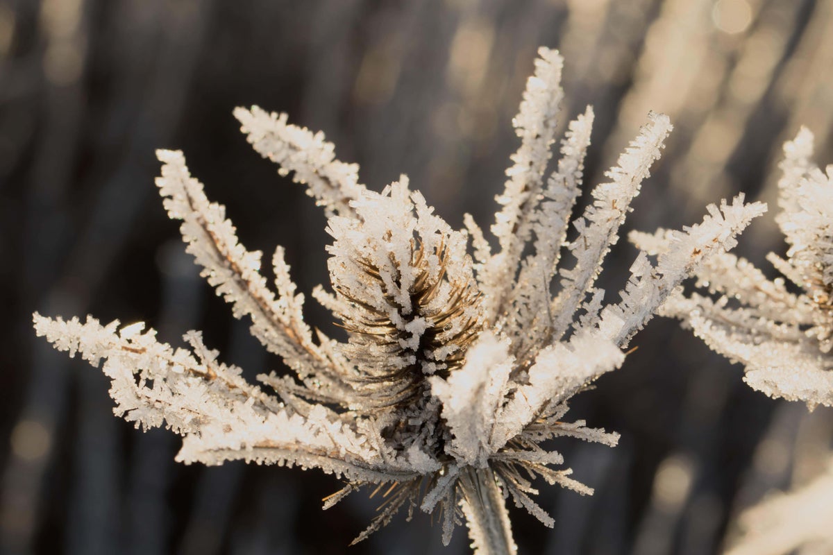 How to create the perfect winter garden