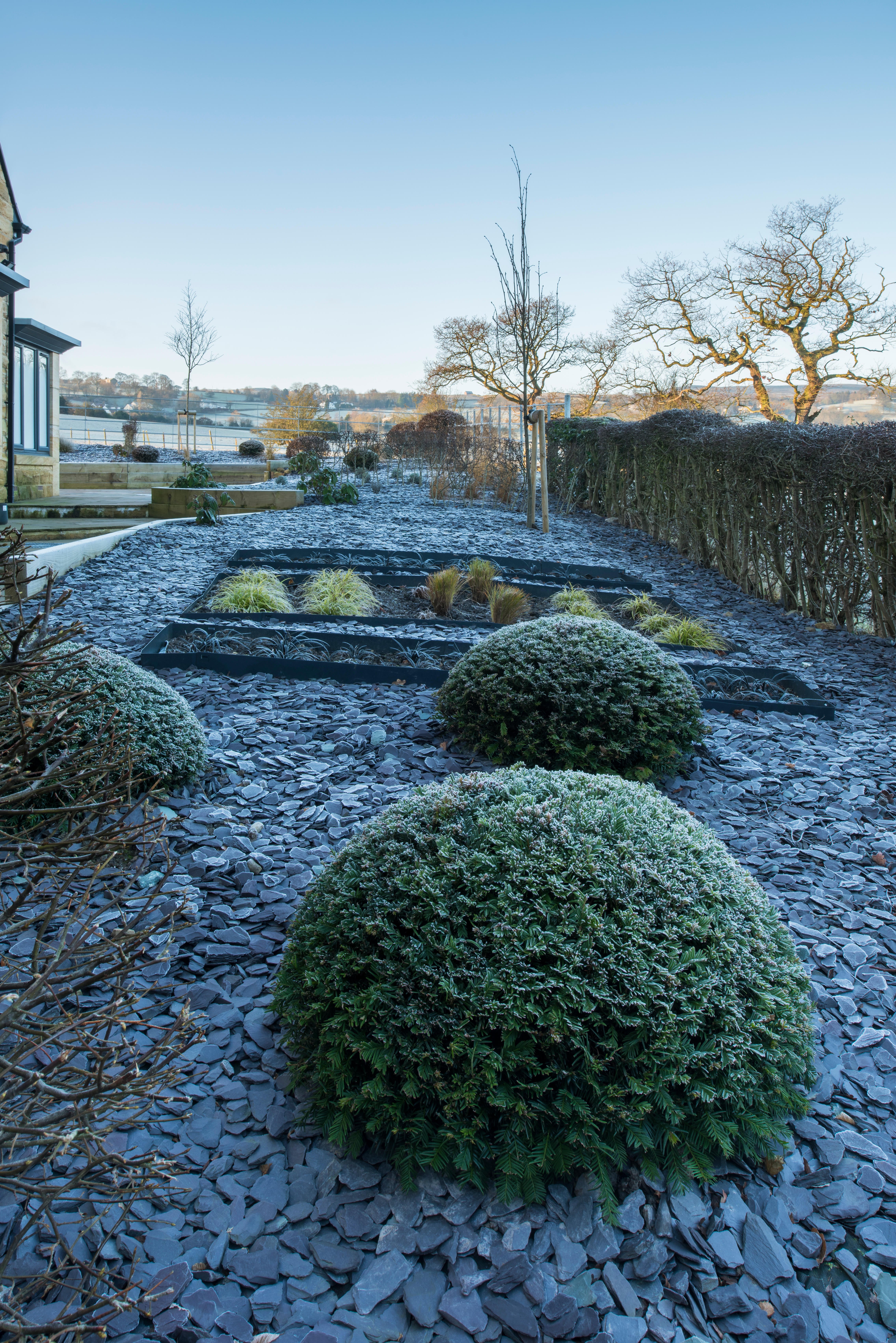 Frosted evergreen balls in a contemporary garden