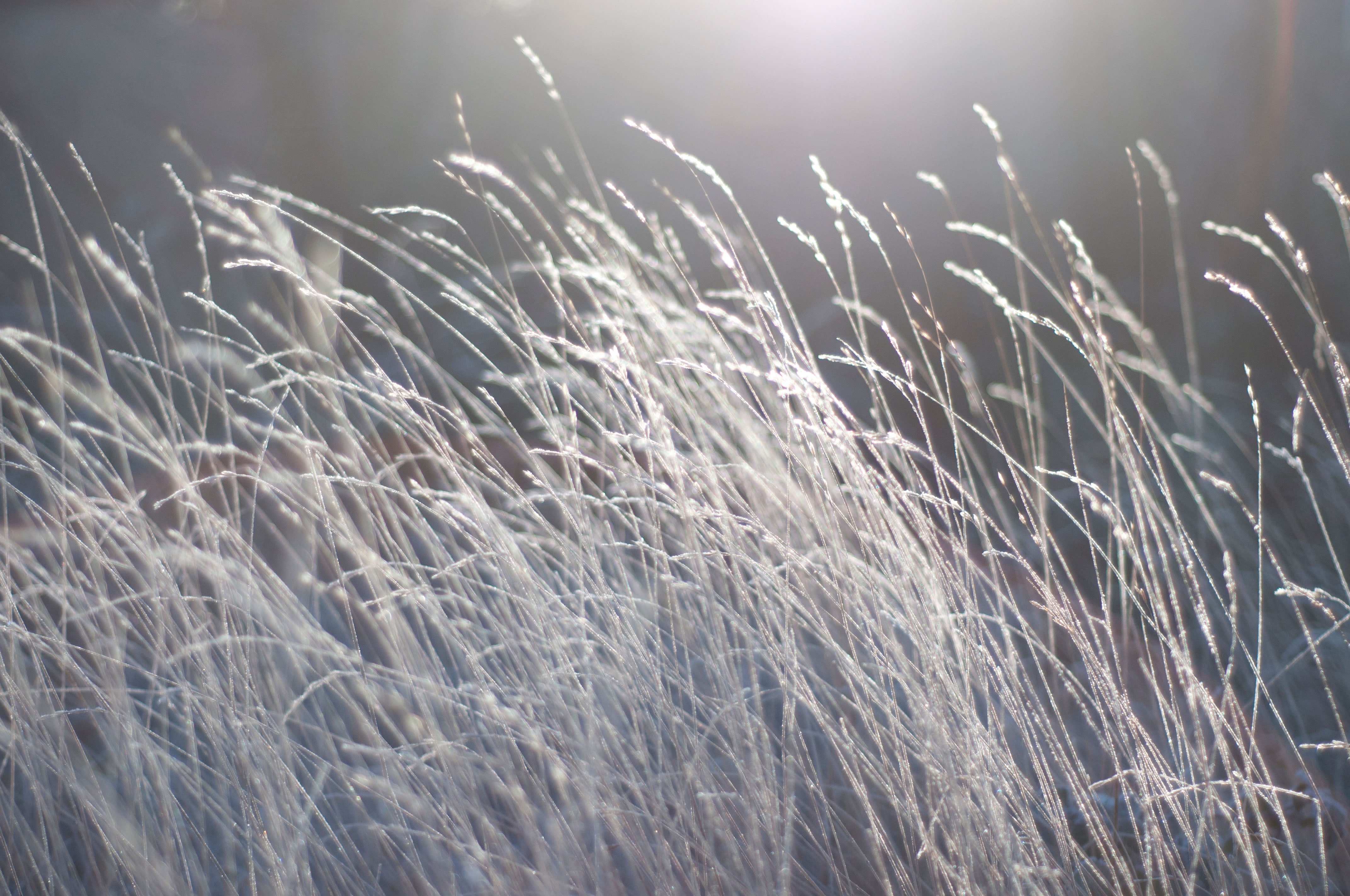 Some grasses look lovely with a touch of frost