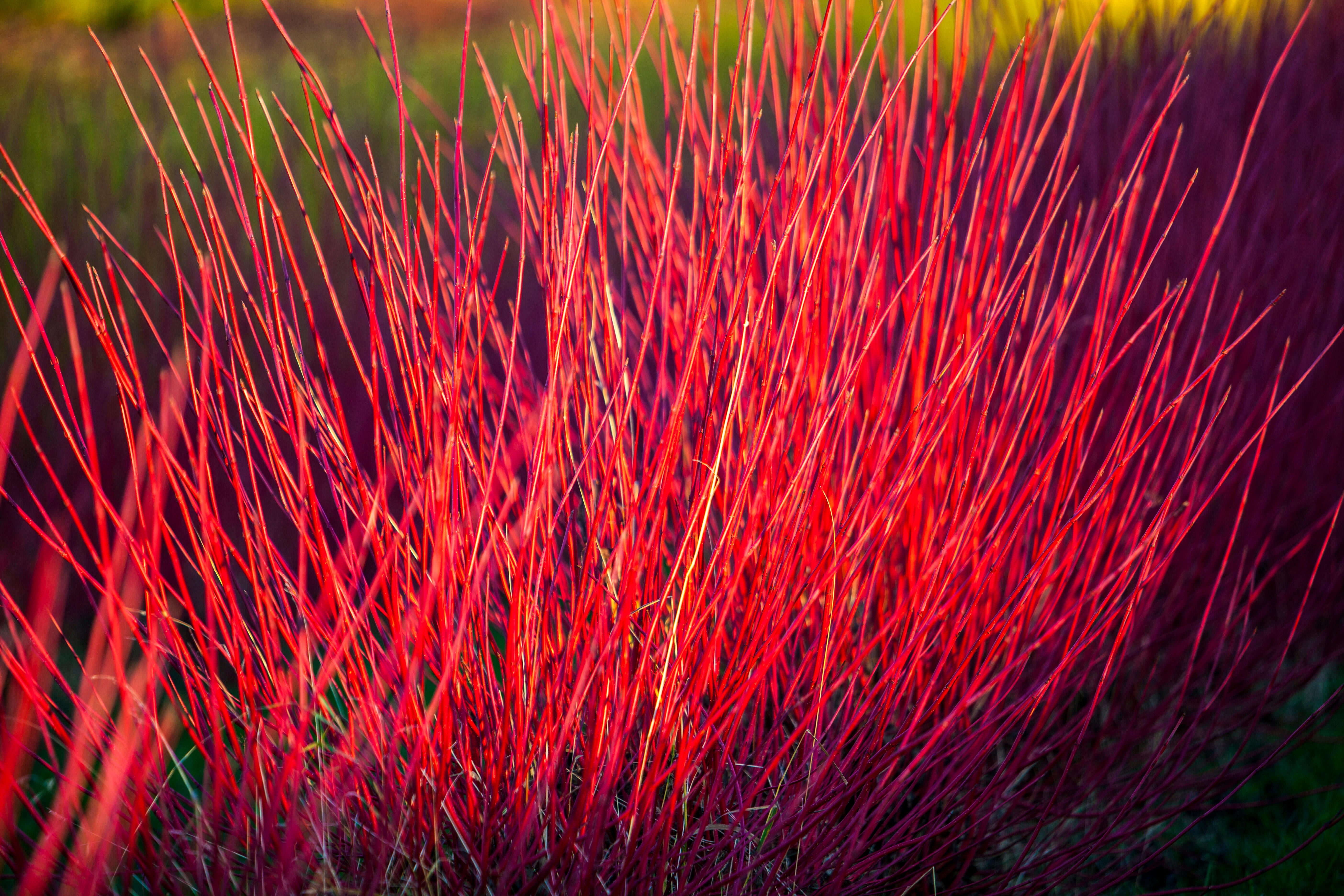 Cornus alba ‘Sibirica’