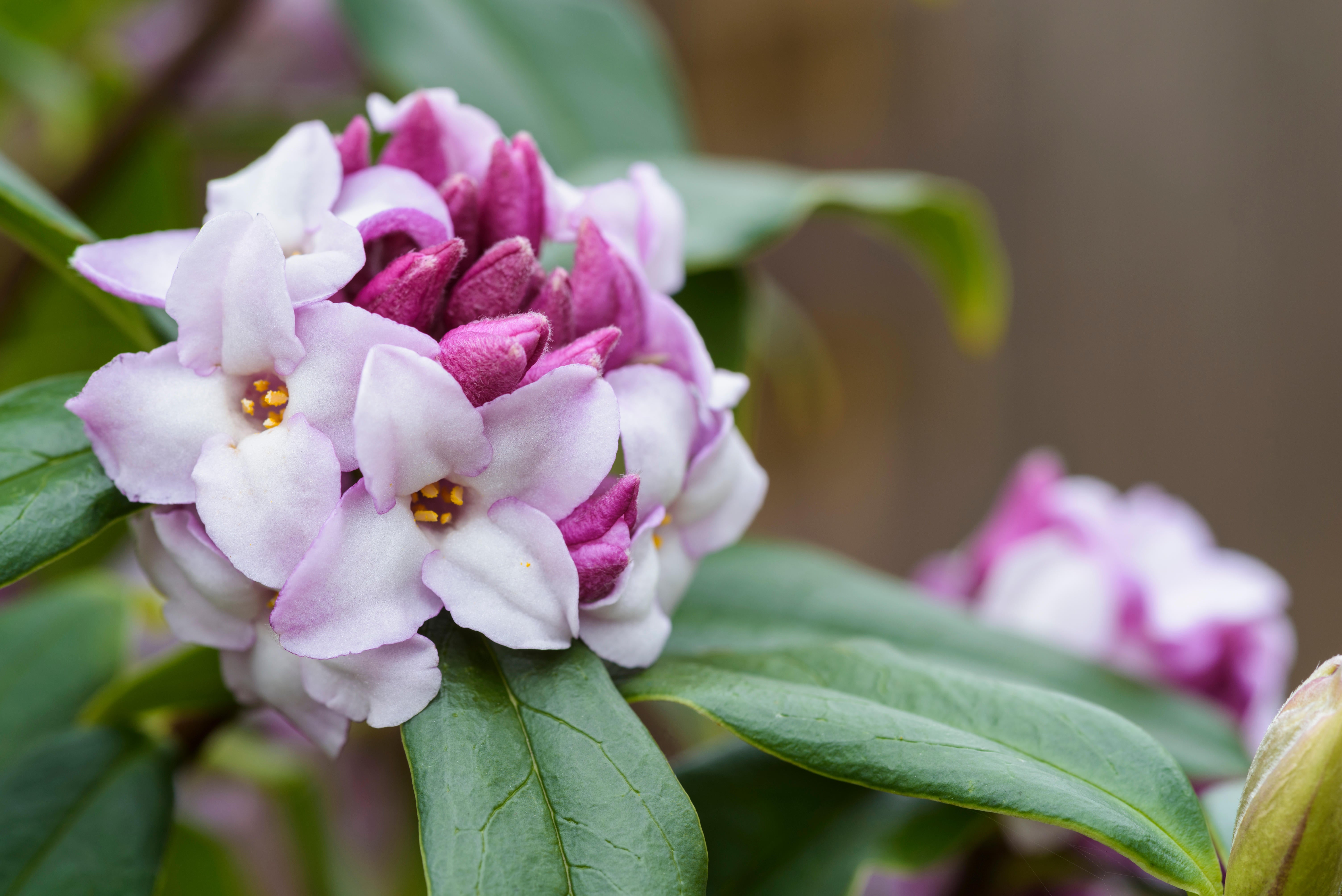 Daphne bholua ‘Jacqueline Postill’
