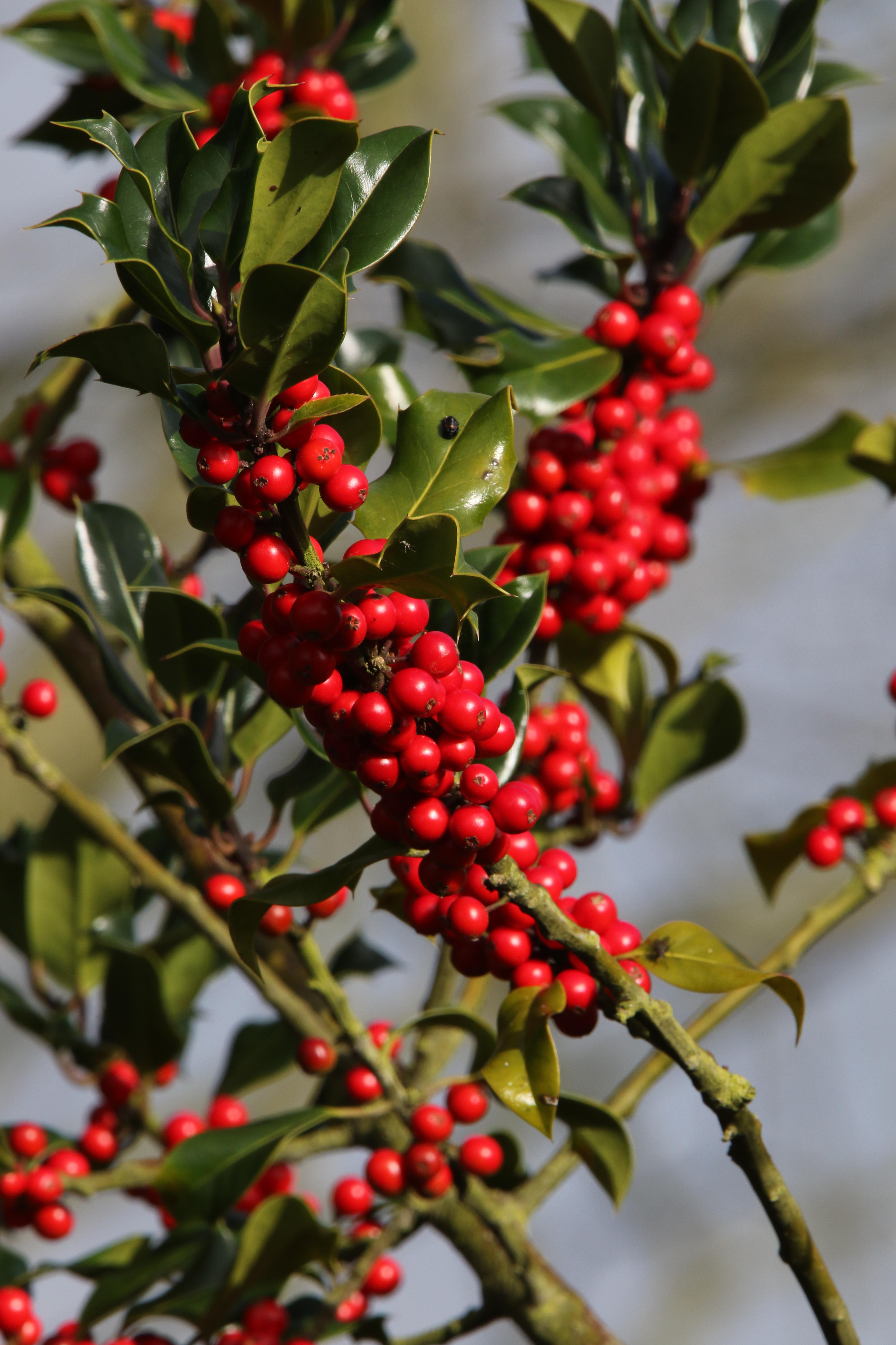 Holly with berries