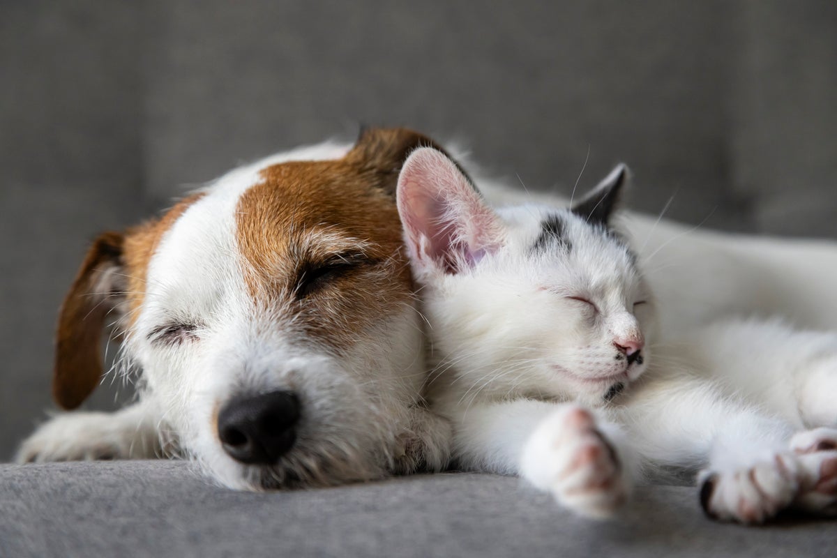 Pet owners forced to choose between heating and eating  or caring for animals'