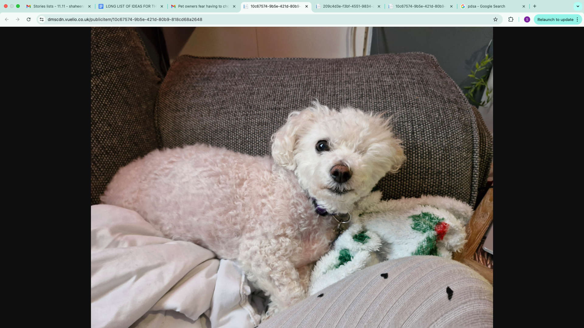 Ms Atherton has a disability and lives alone with her nine-year-old Bichon Frise named Poppy, who she described as her "whole world"