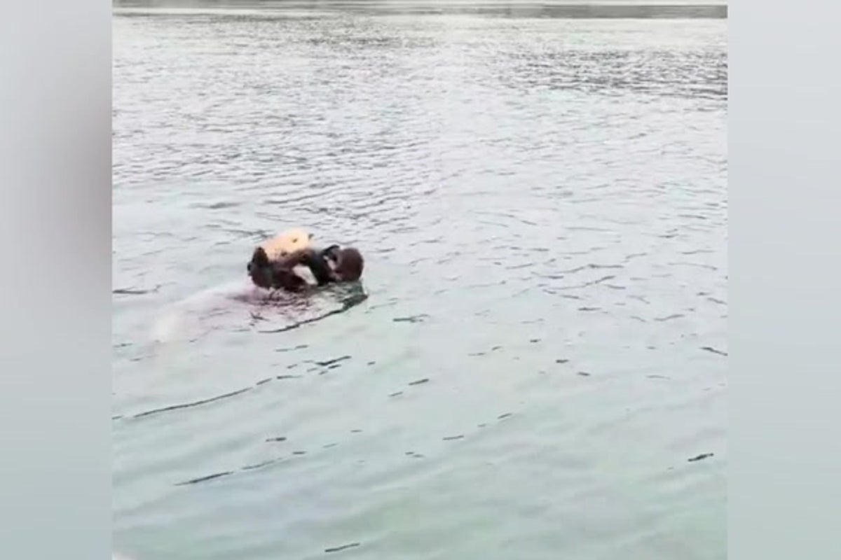 Heartwarming moment sea otter pup reunites with mother after rescuers play her cries over loud speaker