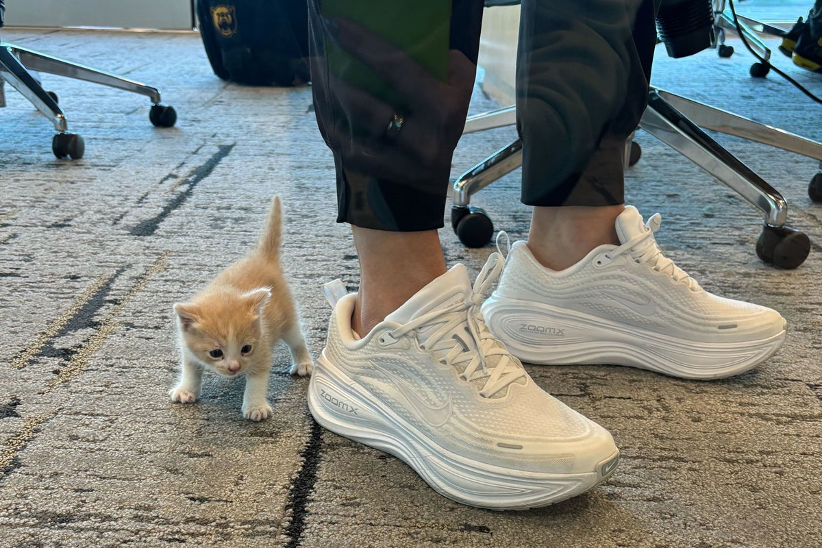 A mysterious meow from her car introduces Baylor coach Nicki Collen to a new family member A mysterious meow from her car introduces Baylor coach Nicki Collen to a new family member
