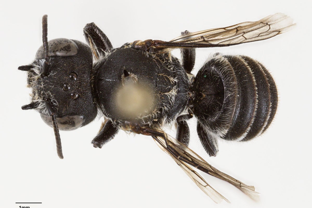 ‘Lucifer’ bee with devil-like horns discovered in Australia’s goldfields