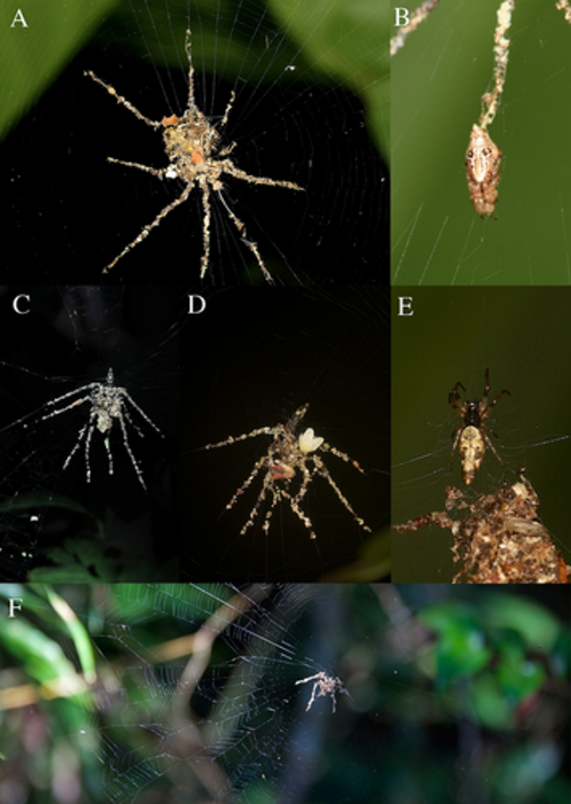 <p>Spider-like decoy of Cyclosa sp observed in the Philippines</p>