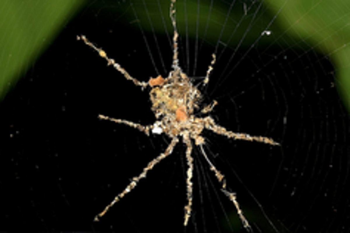 Spiders found weaving larger ‘scarecrow’ versions of themselves to fool predators – UK Times